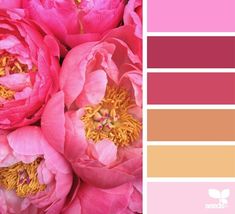 pink peonies with yellow stamens are featured in the color palette for this photo