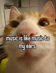 an orange and white cat with the caption music is like music to my ears