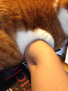 an orange and white cat laying on top of a person's leg