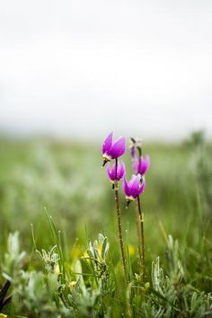 two purple flowers in the middle of a green field with grass and sky in the background