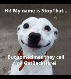 a white dog with a red collar is looking up at the camera and says, hi my name is stop that but sometimes they call me getback here