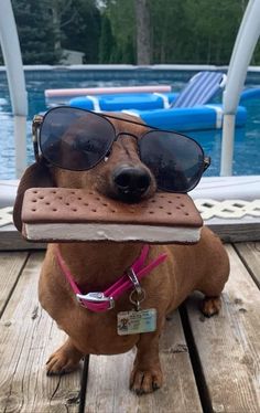 a dog with sunglasses and a book in its mouth sitting on a deck near a pool