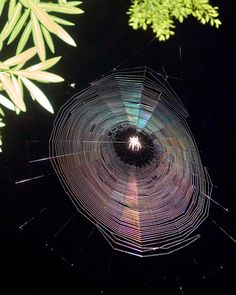 a spider web in the middle of some trees with bright lights on it's sides