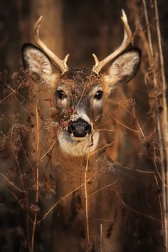 a deer with antlers standing in tall grass