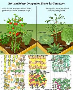 different types of plants that are growing in the ground and on top of each other