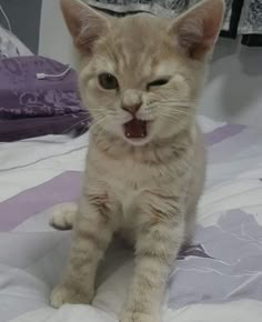 a small kitten sitting on top of a bed with it's mouth wide open