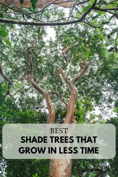 a large tree with the words best shade trees that grow in less time on it