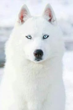 a white dog with blue eyes sitting in the snow