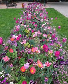 a garden filled with lots of different colored flowers