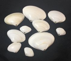 several white seashells on a black surface