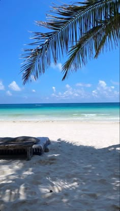 a bench sitting on top of a sandy beach under a palm tree next to the ocean