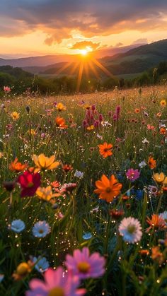 a field full of flowers with the sun setting in the background