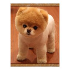 a small brown dog standing on top of a wooden floor