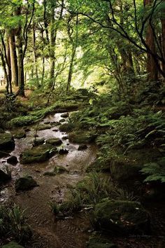 a stream running through a forest filled with lots of green plants and rocks on the ground