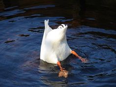 a white duck swimming in the water with its head above the water's surface