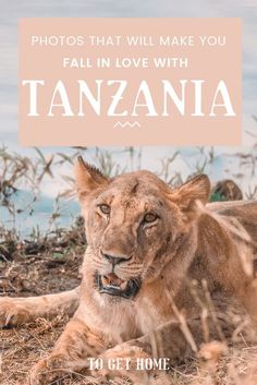 a lion laying on the ground with text overlay that reads, photos that will make you fall in love with tanzania