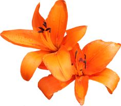 two orange flowers with water droplets on them, against a black backgrounnd