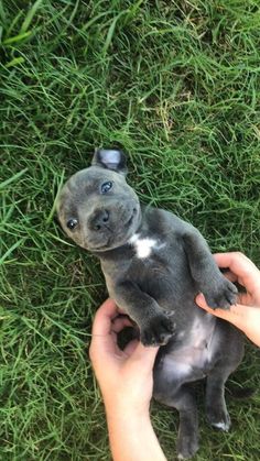 a person holding a small gray puppy in the grass