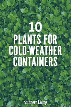 green plants with the words 10 plants for cold weather containers