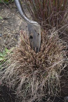 an old shovel is stuck in the ground next to some grass and plants with dirt on it