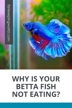 You’re the proud owner of a beautiful Betta fish, but you’re worried why your Betta fish is not eating. Fishkeeping World went on the hunt for the answers. Unfortunately, there are many reasons for the lack of appetite in your Betta fish, and the situation can turn serious rather quickly. You first need to make sure that your fish is actually eating, but you’re just not seeing it due to overfeeding. Have a look at our other suggestions here. #BettaFishNotEating #Bet Beautiful Betta Fish, Fish Keeping, Betta Fish Care, Home Aquarium, Fish Care, Pet Fish, Fish Tanks, Aquatic Animals, Betta Fish