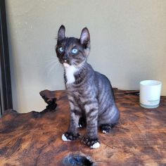 a gray and white cat sitting on top of a wooden table next to a cup