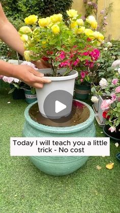 Garden Hacks on Instagram: "irrigation formula to make the soil loose #garden #gardening #plants #planting #planthacks #gardenhacks #gardeningmakemehappy #gardeningtips #gardeningideas #gardeninspiration #gardenlove" Plant Propagation Ideas, Garden With Planters, Plant Food Diy, Potted Plant Garden, Water Garden Plants, Succulent Garden Ideas, Natural Gardening, Garden Hacks Diy, Backyard Garden Diy