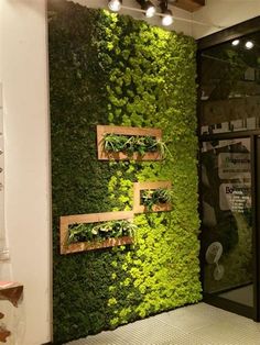 a green wall with plants growing on it