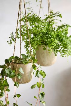 two hanging planters filled with green plants