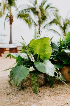 some plants that are sitting on the ground