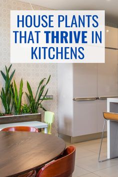 a kitchen with a table, chairs and plants on the counter top that says house plants that thrve in kitchens