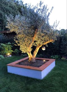 an olive tree is lit up in the garden at night with lights on it's branches