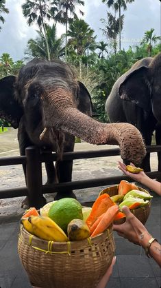 two elephants standing next to each other in front of a basket filled with fruits and vegetables