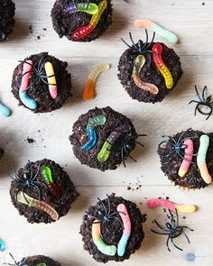 chocolate cupcakes decorated to look like bugs and caterpillars with worms on them