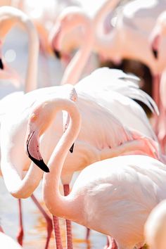 several flamingos are standing in the water together