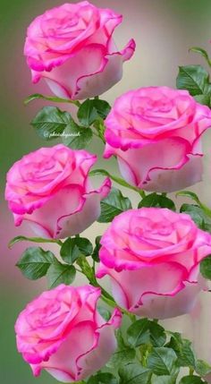 several pink roses with green leaves on them