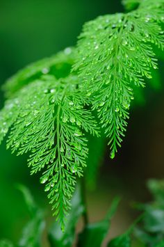 green leaves with drops of water on them