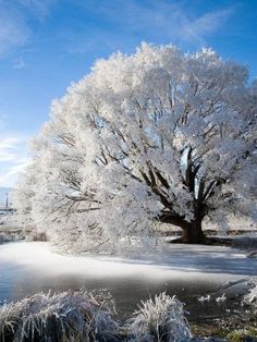 a large tree covered in frost next to a river and bridge on a sunny day