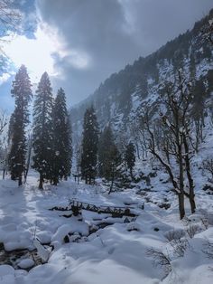 the snow covered ground has many trees on it