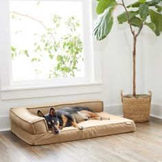 a dog laying on top of a bed next to a potted plant in front of a window