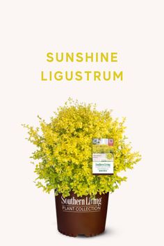 a potted plant with yellow flowers in it and the words sunshine ligustrum