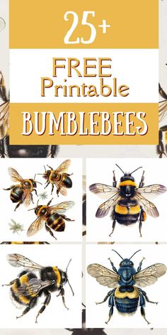 bees with the title 25 + free printable bumblebees on it's back