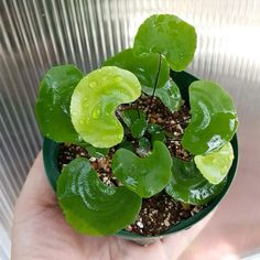 a hand holding a small potted plant with green leaves