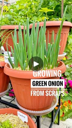 growing green onion from scraps in flower pots with text overlay reading growing green onion from scraps