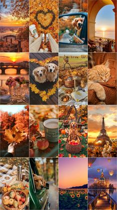 the collage shows many different pictures with cats, dogs and other things in them