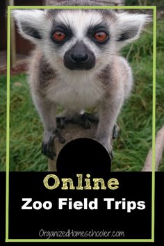 a small animal with the words online zoo field trips on it's front page