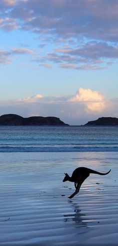 a dog running on the beach at sunset