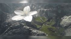 a single white flower on top of a rocky mountain side with moss growing in the foreground