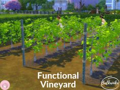 a bunch of trees that are next to each other in the grass with words functional vineyard