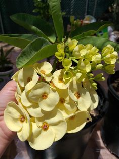 a hand holding a small potted plant with yellow flowers on the top and green leaves